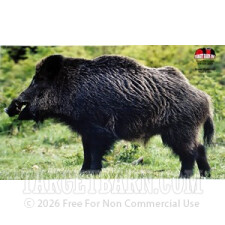 BOAR Splatter - 8 Target Barn Reactive Targets